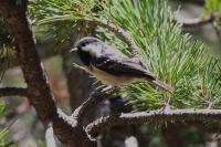 Periparus ater