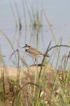 Charadrius dubius