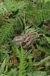 Caprimulgus europaeus