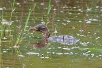 Tachybaptus ruficollis