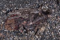 Caprimulgus europaeus