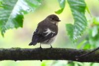 Ficedula hypoleuca