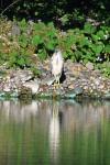 Nycticorax nycticorax