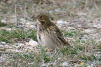 Anthus pratensis