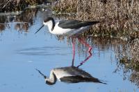 Himantopus himantopus