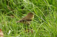 Phylloscopus collybita