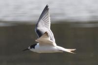 Sterna hirundo