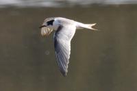 Sterna hirundo