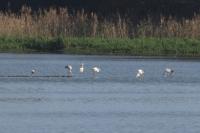 Phoenicopterus roseus