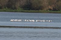 Platalea leucorodia