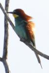 Merops apiaster