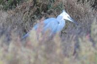 Egretta garzetta x Egretta gularis 