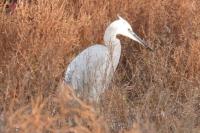 Egretta garzetta x Egretta gularis 