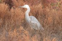 Egretta garzetta x Egretta gularis 