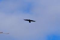 Corvus corax