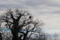 Gyps fulvus