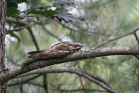 Caprimulgus europaeus