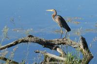 Ardea purpurea