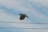 Nycticorax nycticorax