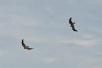 Milvus migrans