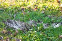 Buteo buteo