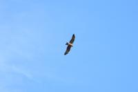 Milvus migrans