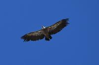 Gyps fulvus