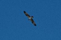 Pandion haliaetus