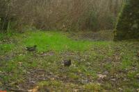 Gallinula chloropus