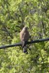 Falco tinnunculus