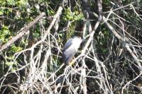 Nycticorax nycticorax