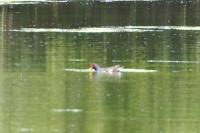 Gallinula chloropus