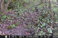 Turdus merula