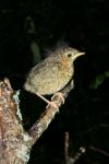 Turdus philomelos
