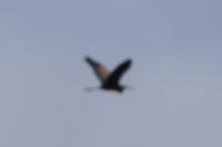 Ardea purpurea