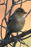 Fringilla coelebs