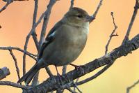 Fringilla coelebs
