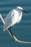 Egretta garzetta
