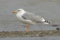 Larus michahellis