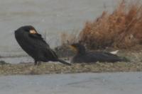 Phalacrocorax carbo
