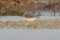Charadrius hiaticula