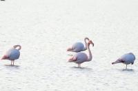 Phoenicopterus roseus