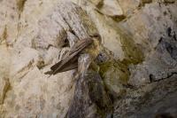 Ptyonoprogne rupestris