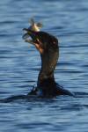 Phalacrocorax carbo