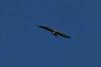Gyps fulvus