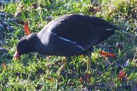 Gallinula chloropus