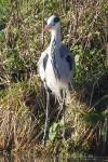 Ardea cinerea
