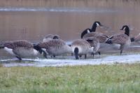 Branta canadensis