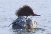 Mergus merganser