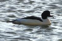 Mergus merganser